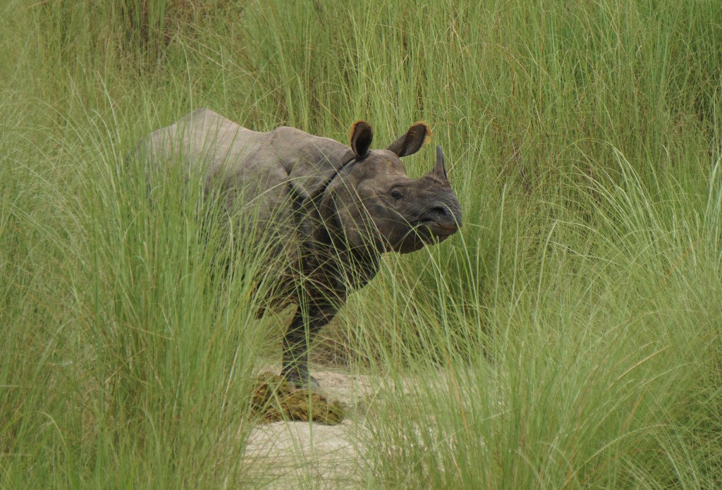 Жизнь в Непале: тигр ушел, но обещал вернуться, опасное сближение с носорогом