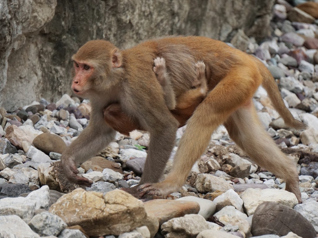 Моя жизнь в Индии: утро у Ганги, обезьянье семейство на выгуле, попытка кражи Хотея