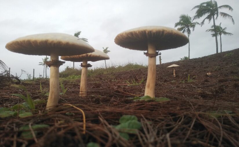 Своевременный ливень, самый ценный гриб на Земле, неважно где ты