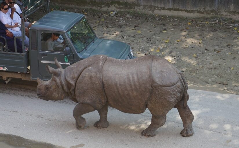 Нацпарк Читван: слоны и носороги на улицах